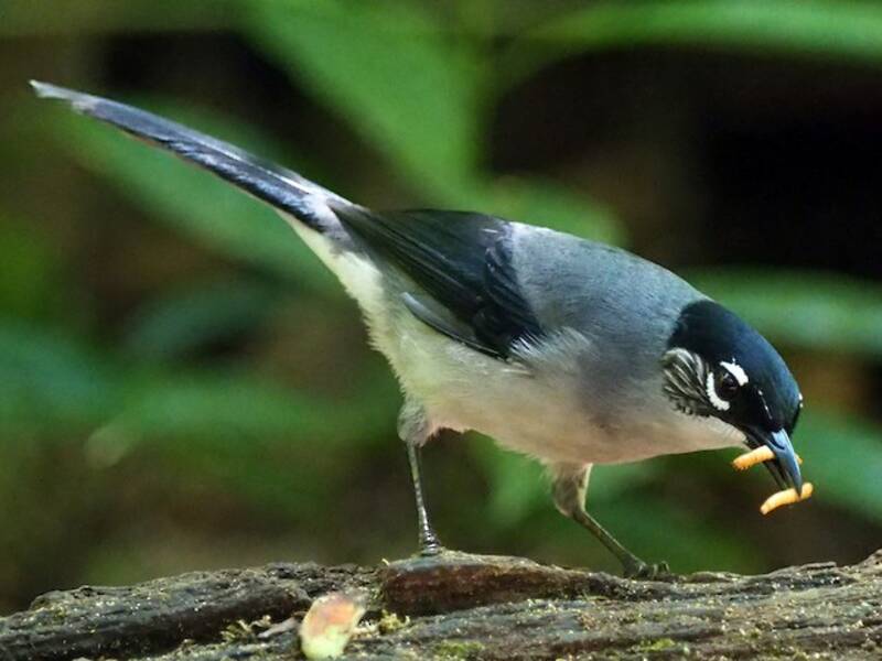 Black-headed Sibia, 照片 2