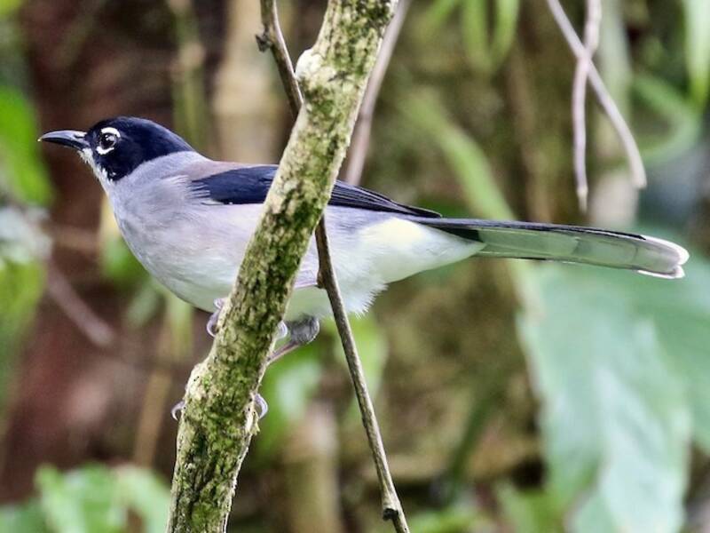 Black-headed Sibia, 照片 3