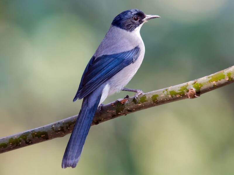 Black-headed Sibia, 照片 4
