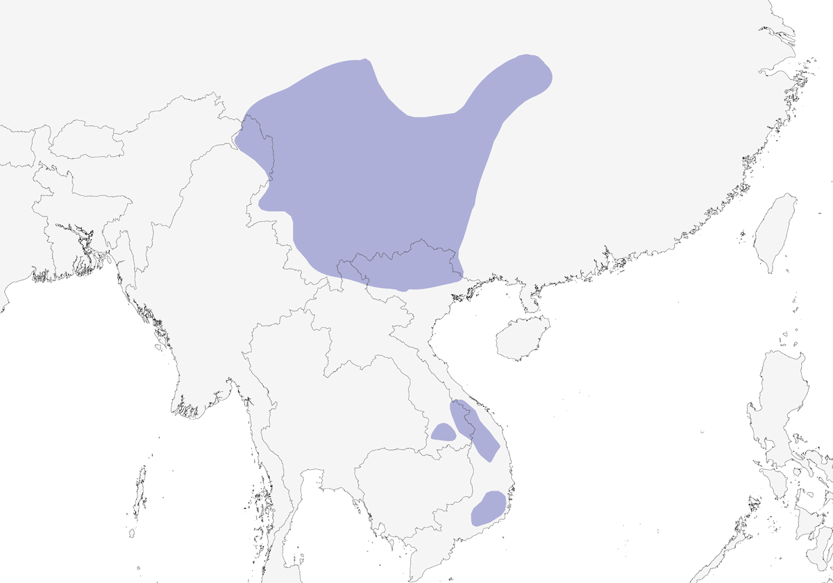 Black-headed Sibia, 分布 1