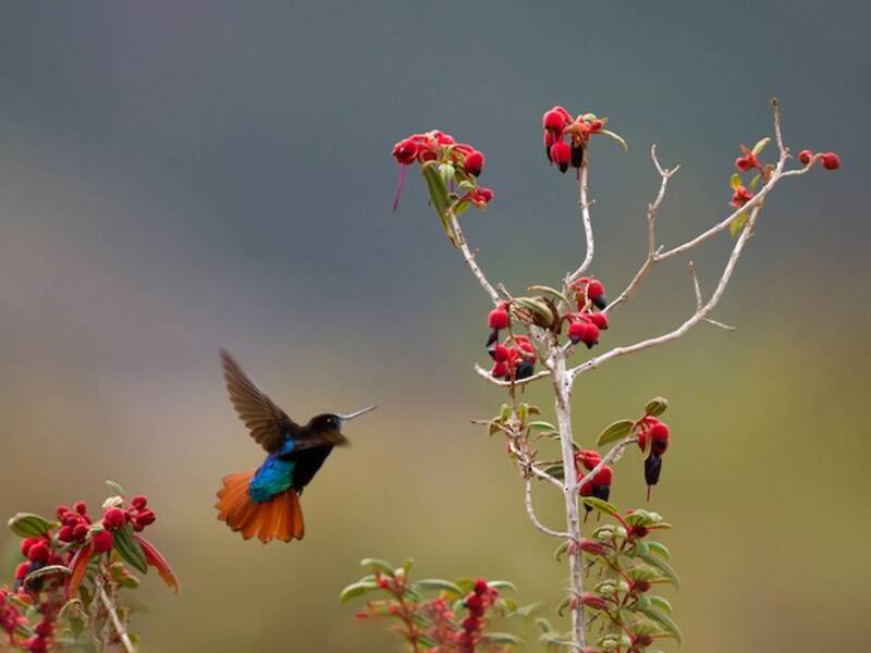Colibrí Pameler, Fotos 3
