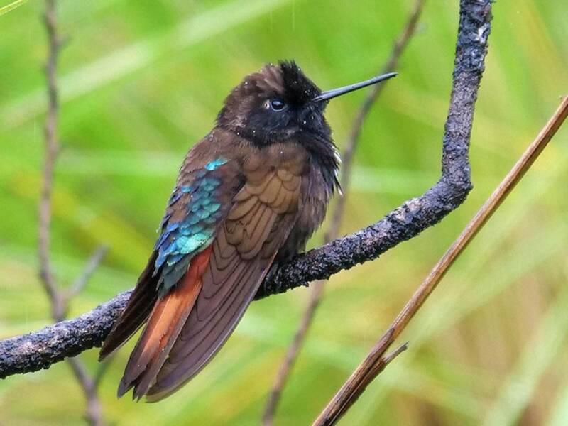 Colibrí Pameler, Fotos 4