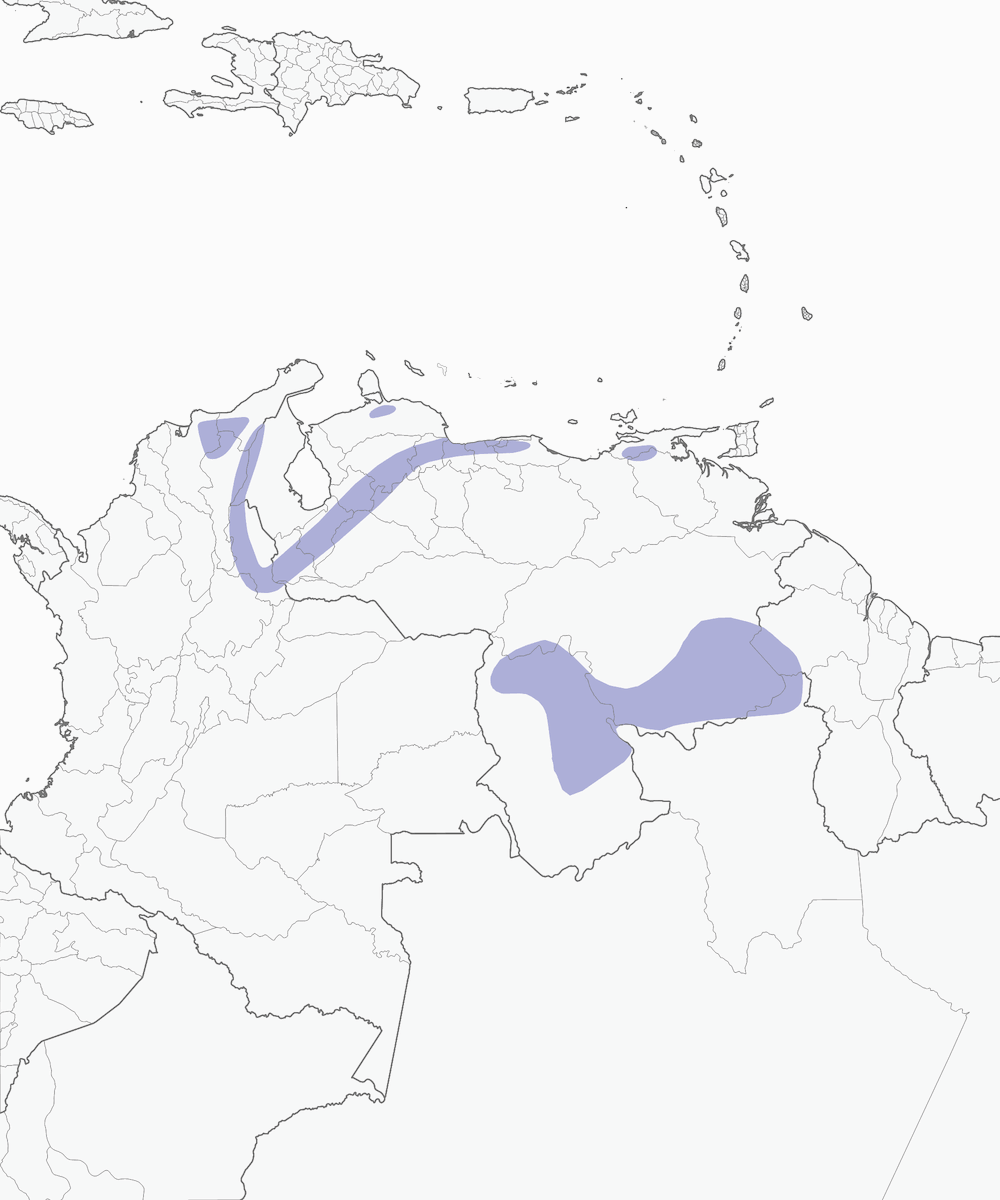 Tangara à tête noire, Distribution 1