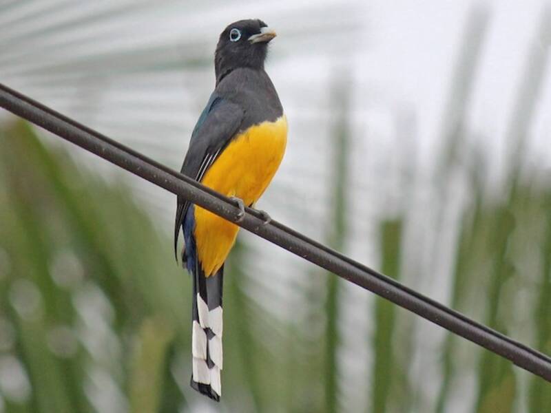 Trogon à tête noire, Photos 3