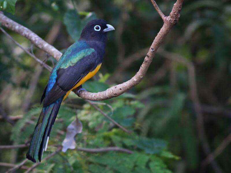 Trogon à tête noire, Photos 4