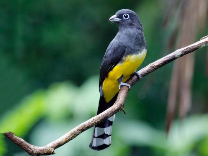 Trogon à tête noire, Photos 2
