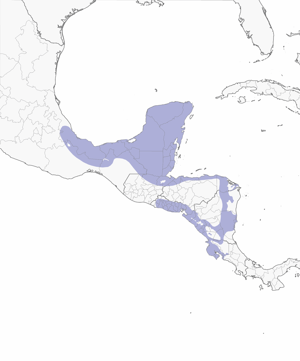 Trogon à tête noire, Distribution 1