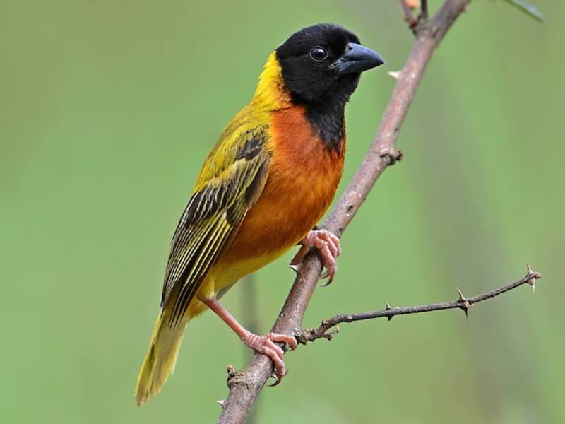 Black-headed Weaver, 照片 4