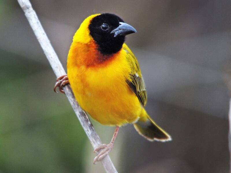 Black-headed Weaver