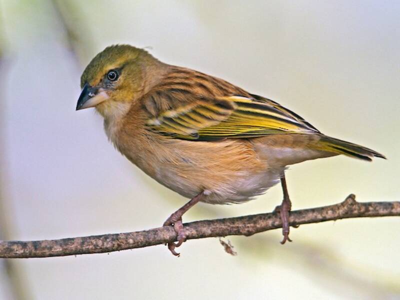 Black-headed Weaver, 照片 3