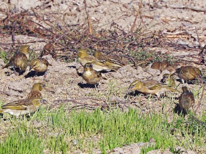 Black-headed Weaver, 照片 2