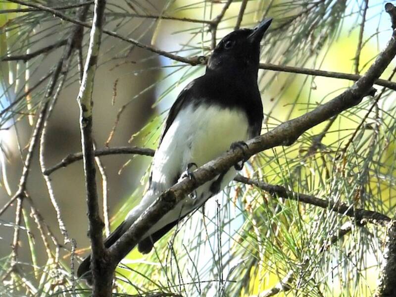 Black-headed Whistler, Photos 3
