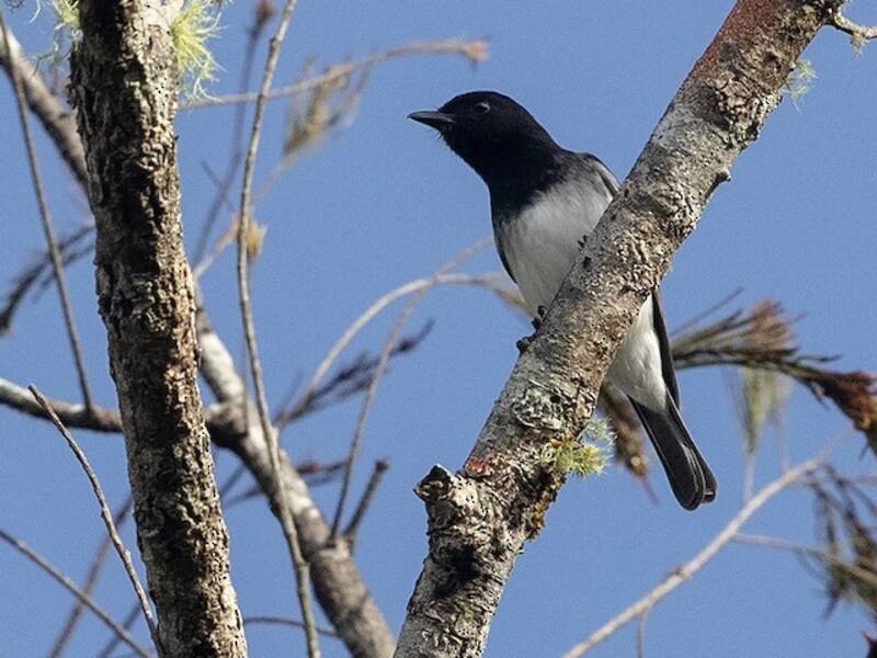 Black-headed Whistler, Photos 4
