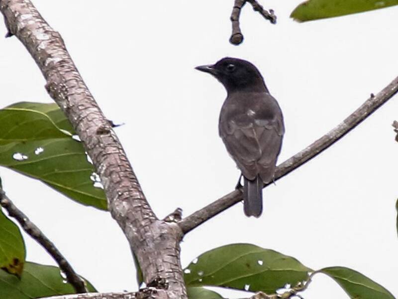 Black-headed Whistler, Photos 2