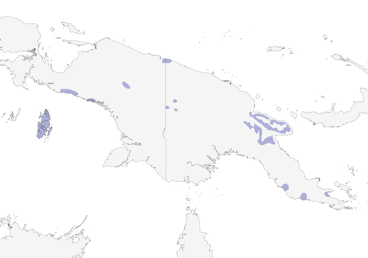 Black-headed Whistler, Distribution 1