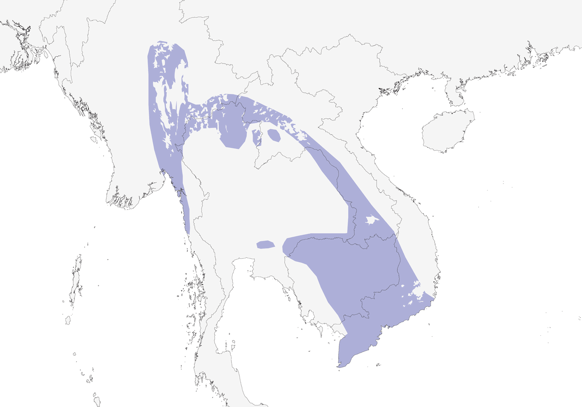 Picamaderos de Cabeza Negra, Distribución 1