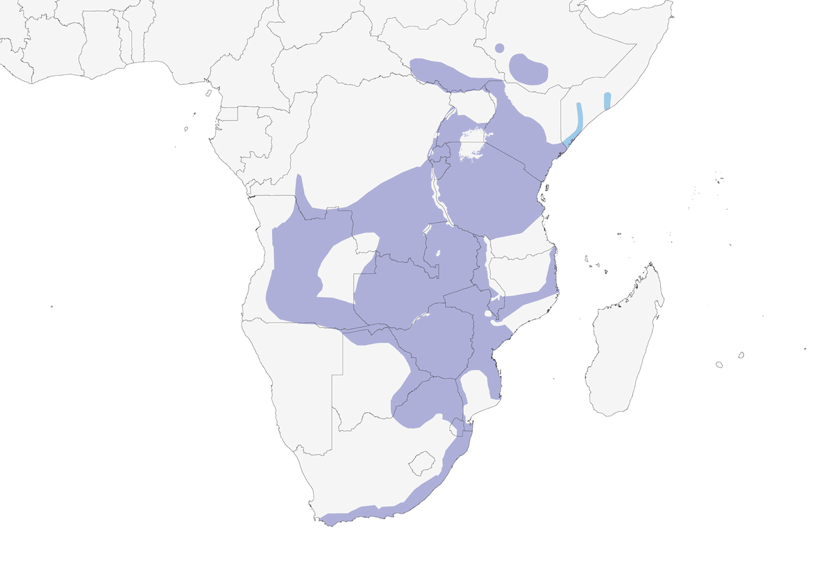 Pericastaño negro, Distribución 1