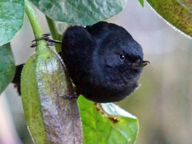 Beccafiori nero, Foto 2