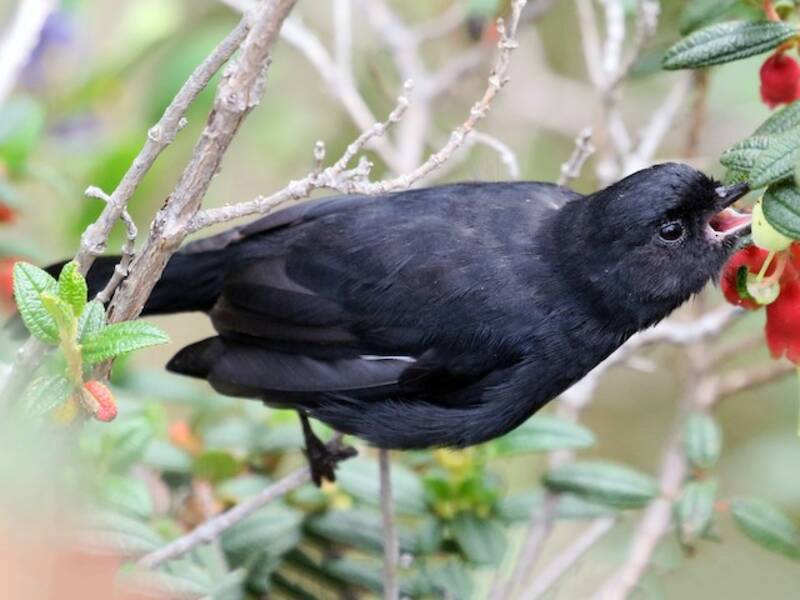 Beccafiori nero, Foto 4