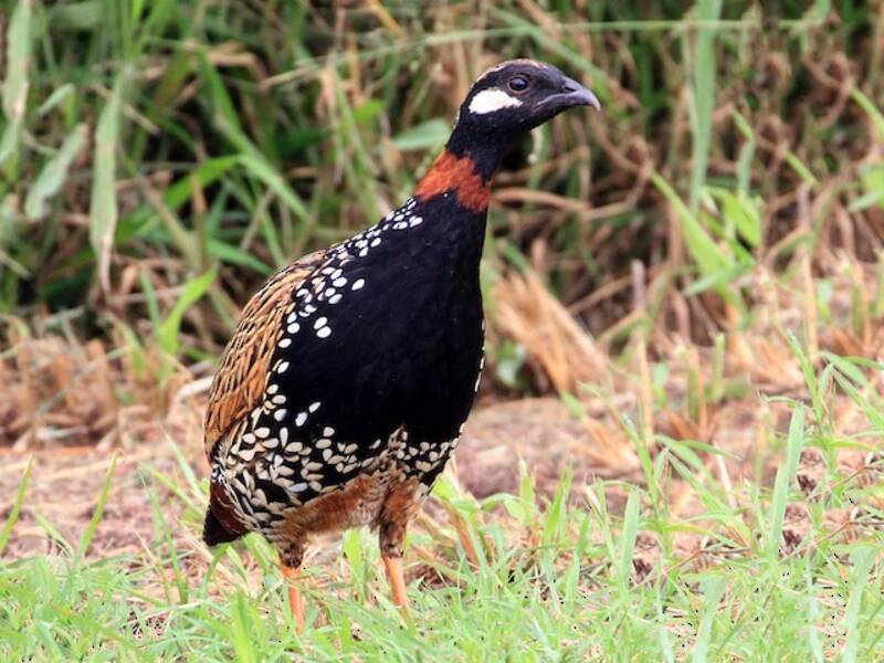 Black Francolin