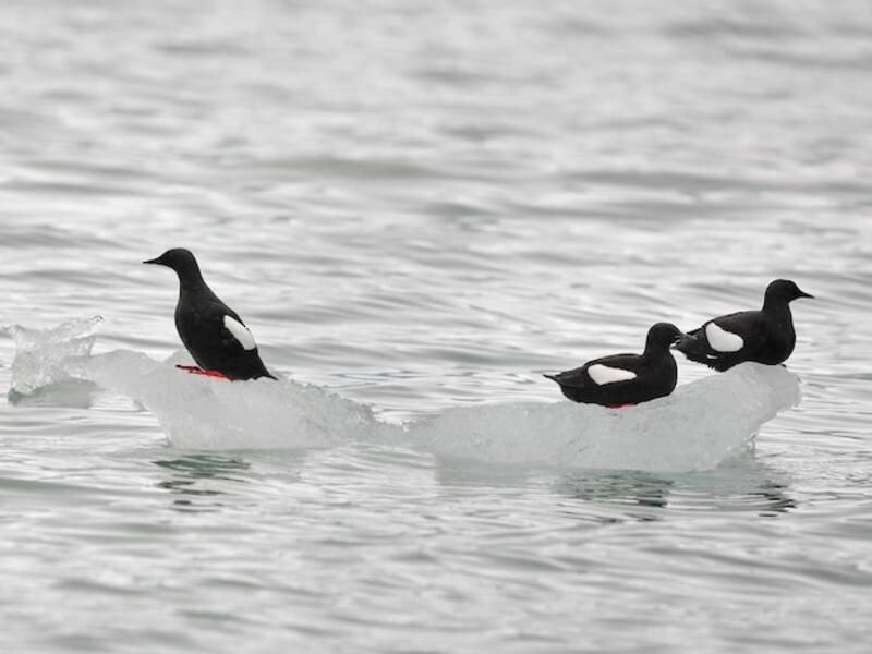 Uria nera, Foto 3