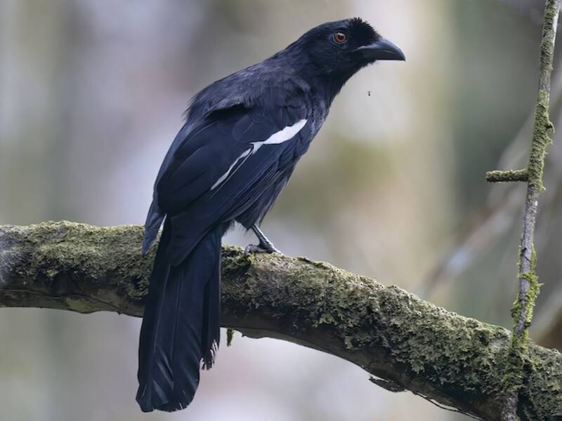 Malayan Black Magpie, Photos 3