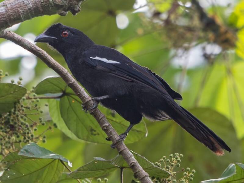 Malayan Black Magpie