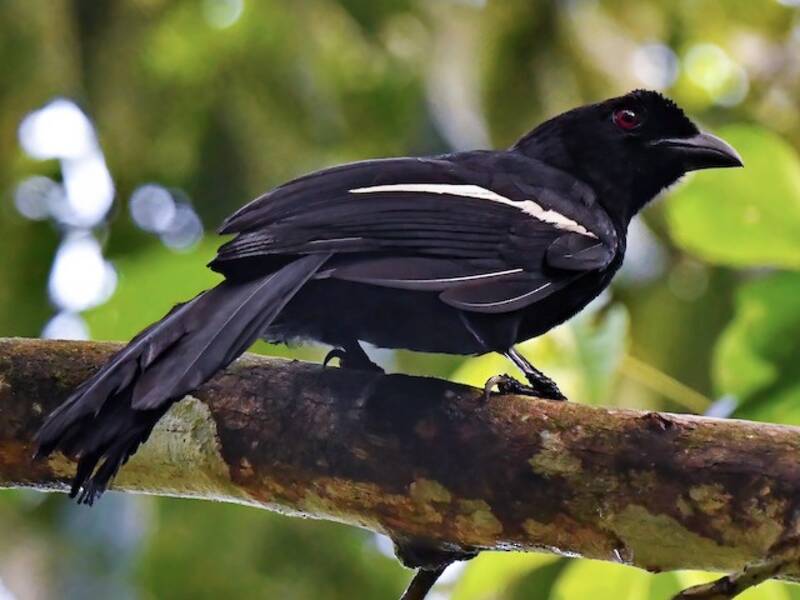 Malayan Black Magpie, Photos 2
