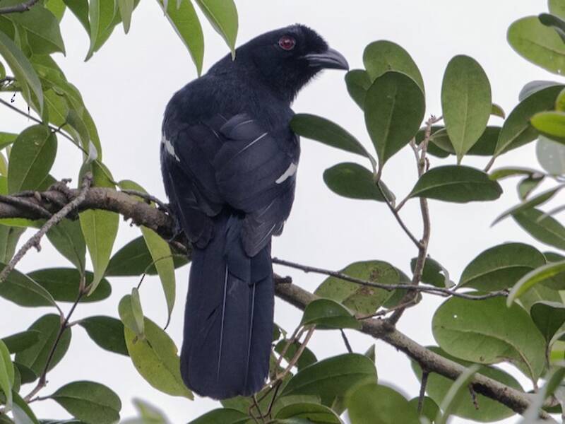 Malayan Black Magpie, Photos 4