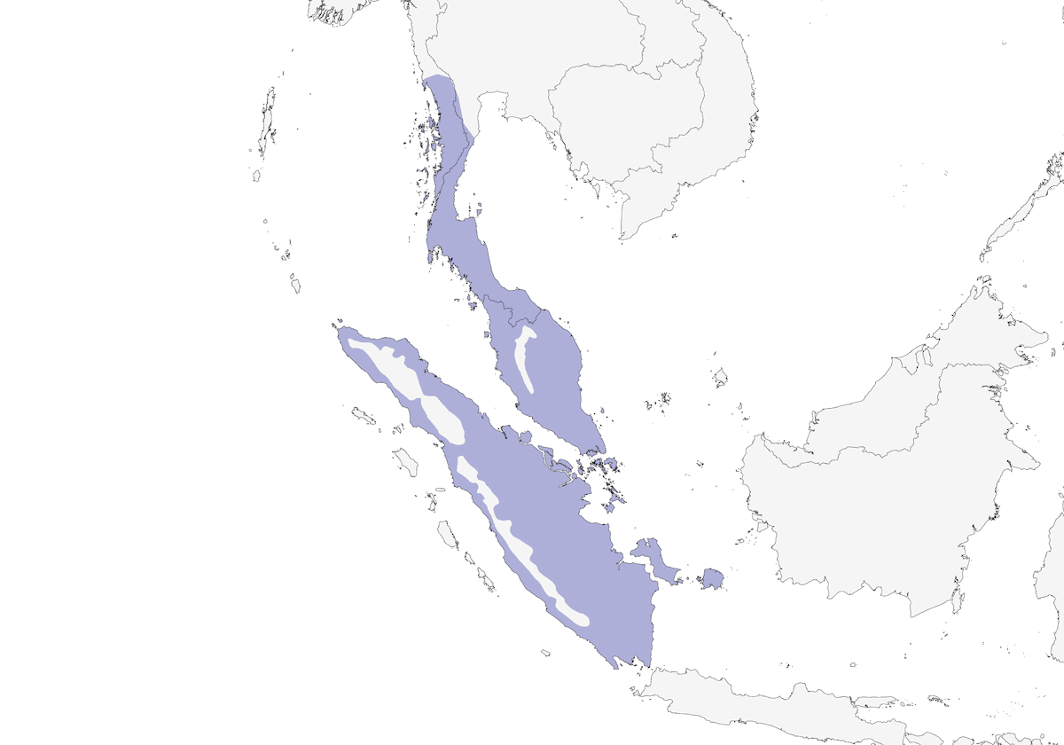 Malayan Black Magpie, Distribution 1