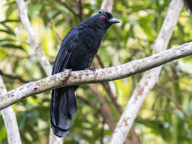 Urraca negra de Borneo, Fotos 4