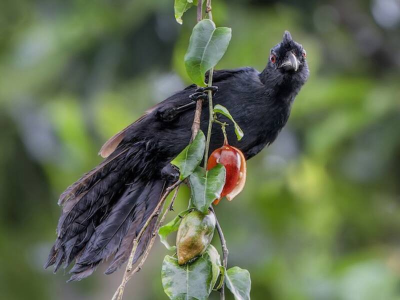 Urraca negra de Borneo, Fotos 3