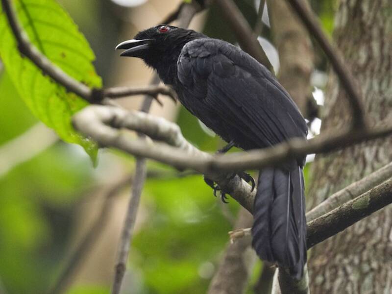 Urraca negra de Borneo, Fotos 2