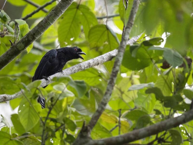 Urraca negra de Borneo