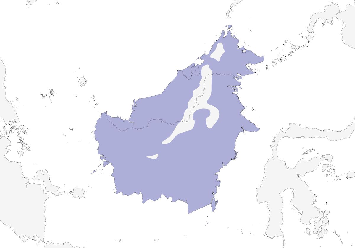 Urraca negra de Borneo, Distribución 1