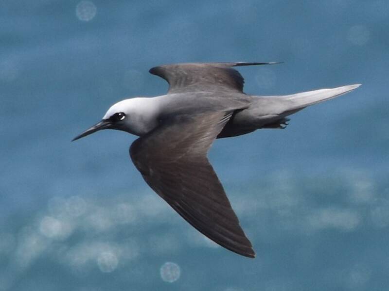 Black Noddy