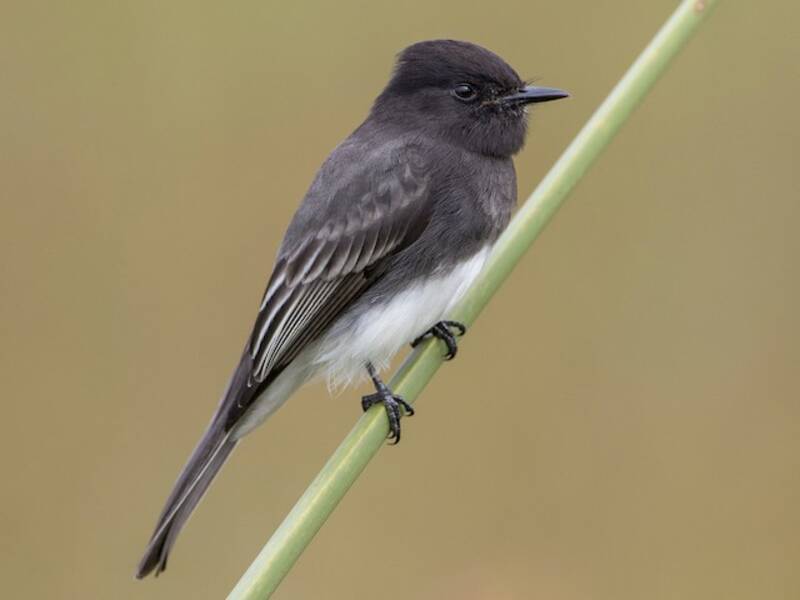 Schwarzer Sayornis, Fotos 2
