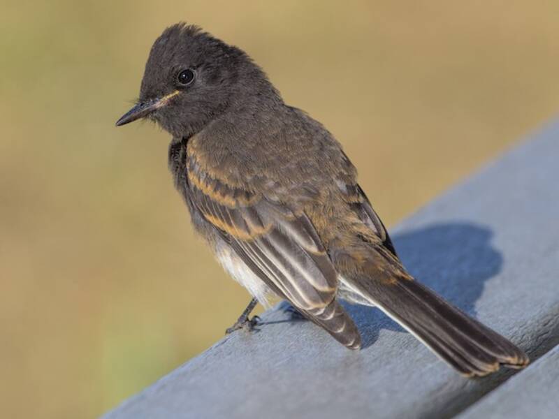 Black Phoebe