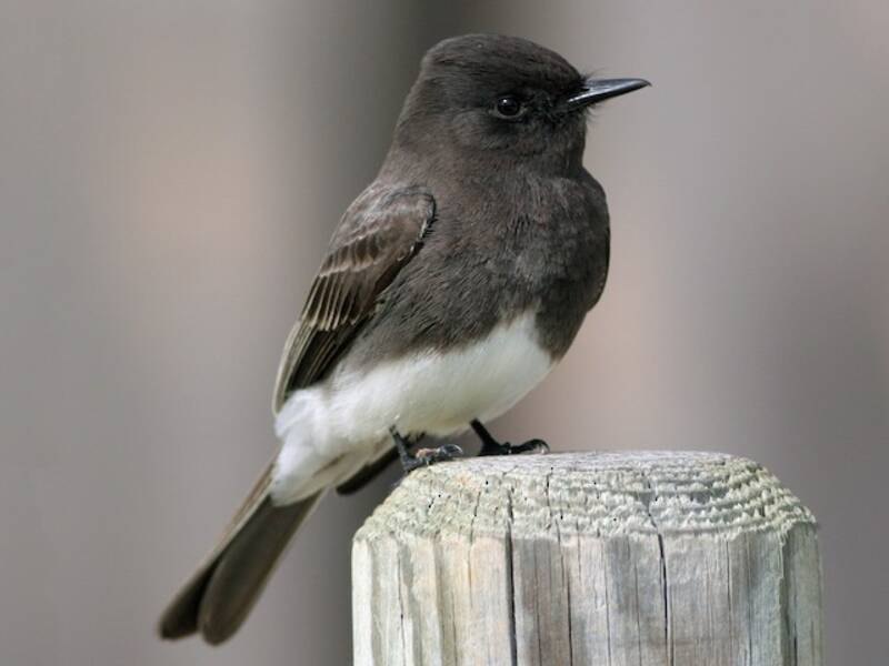 Schwarzer Sayornis, Fotos 3