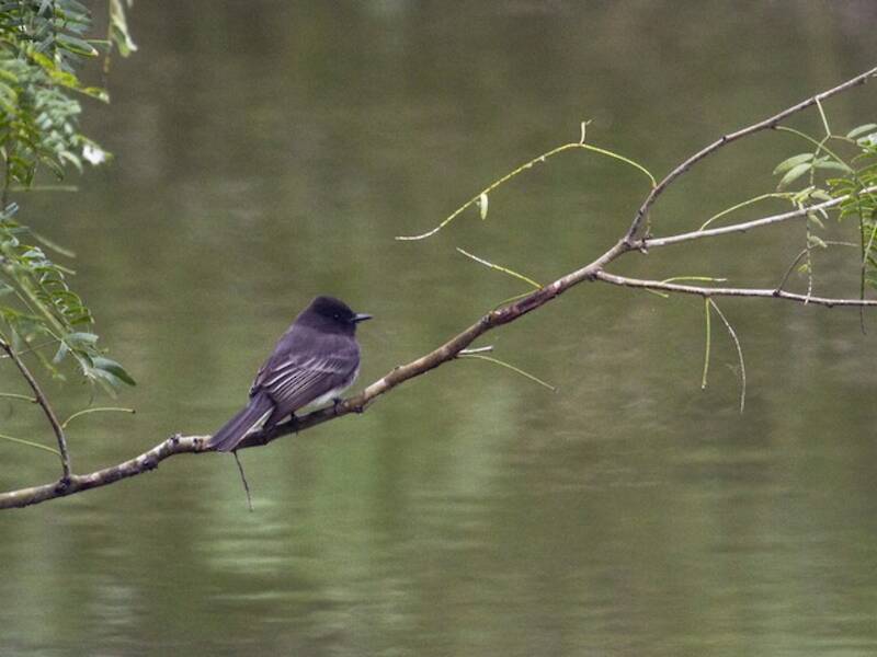 Schwarzer Sayornis, Fotos 4