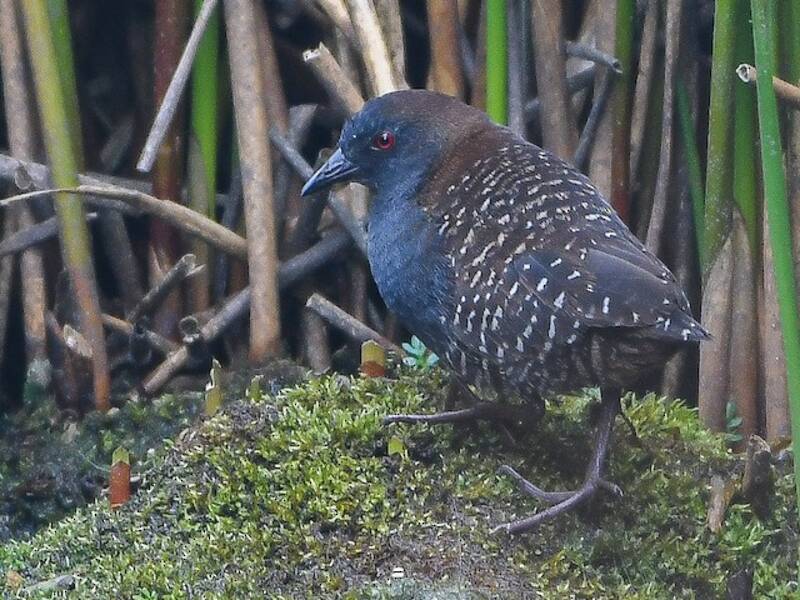 Black Rail (Laterallus jamaicensis)