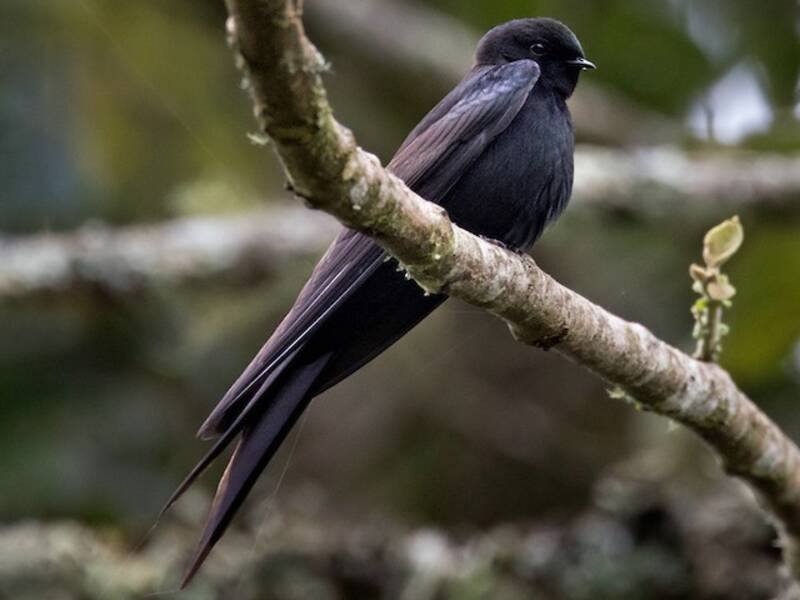 Golondrina Aserrada Negra, Fotos 2