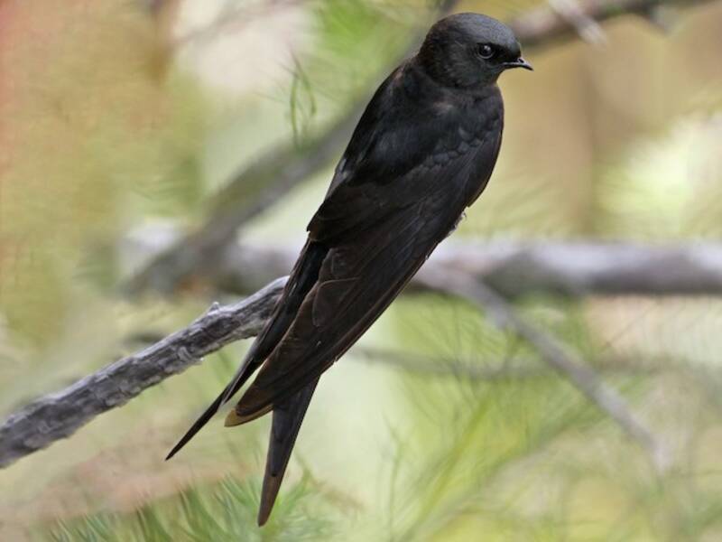 Golondrina Aserrada Negra, Fotos 4