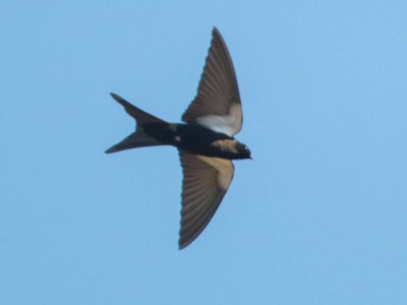 Golondrina Aserrada Negra
