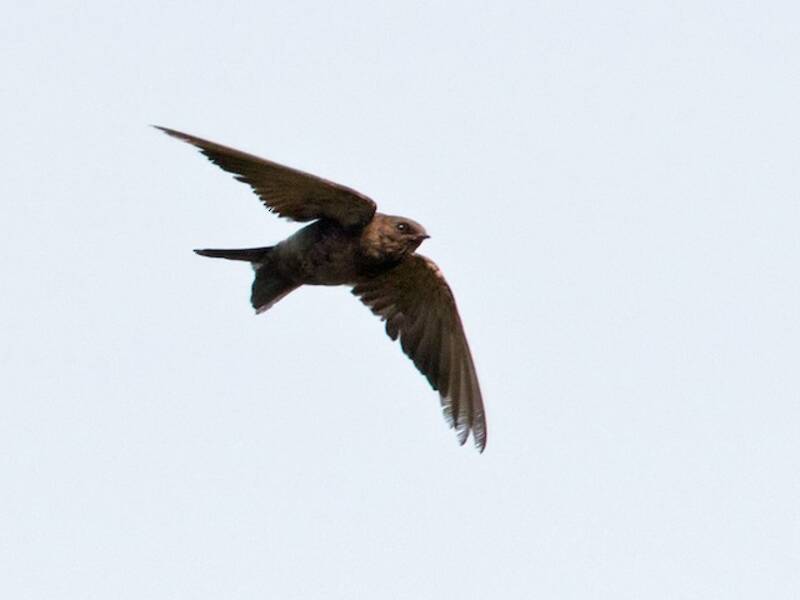 Golondrina Aserrada Negra, Fotos 3