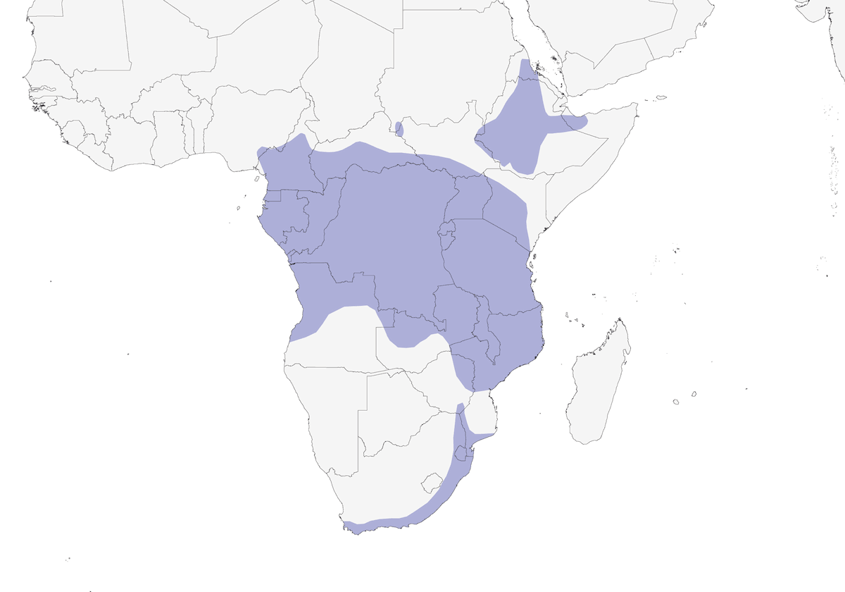 Golondrina Aserrada Negra, Distribución 1