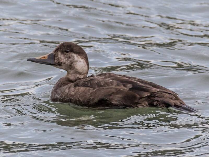 Common Scoter