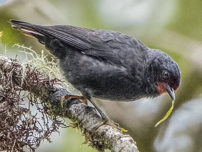 Black Sittella