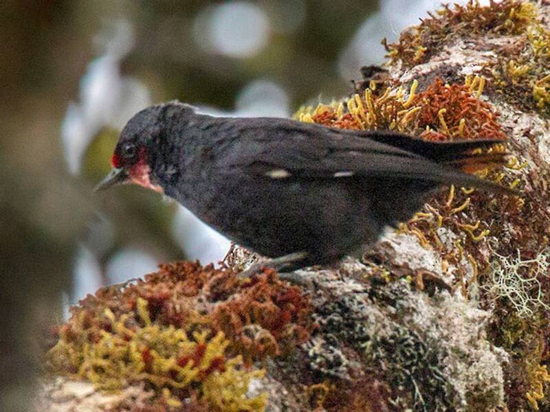 Black Sittella, 照片 4