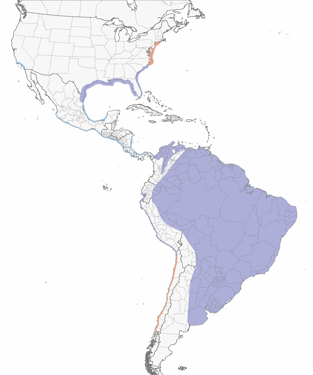 Rayador Negro, Distribución 1